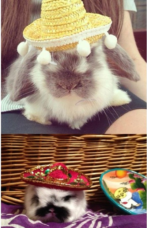 无奇不有的设计，兔子戴的宠物帽子