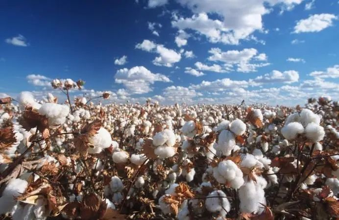 新疆棉禁令对制帽业的影响
